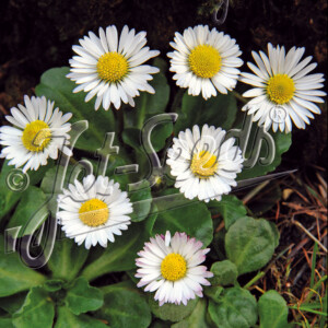 Bellis perennis (English Daisy)