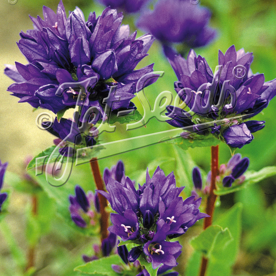 Campanula glomerata var. Odessa (Clustered Bellflower)