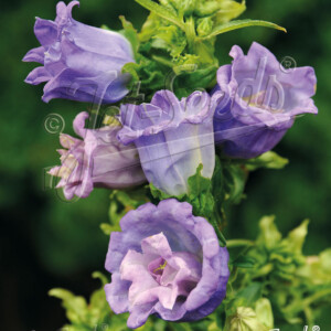 Campanula medium Double Blue (Double Canterbury Bells)