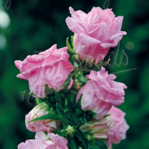 Campanula medium Double Pink (Double Canterbury Bells)