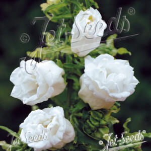 Campanula medium Double White (Double Canterbury Bells)