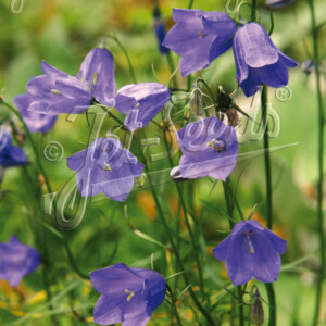 Campanula Thumbell Violet Blue (Bluebell Bellflower)