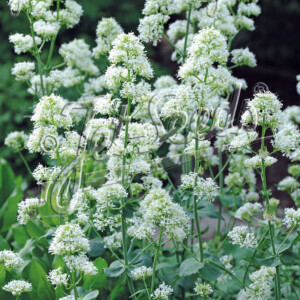 Centranthus ruber Snow Cloud (Red Valerian)