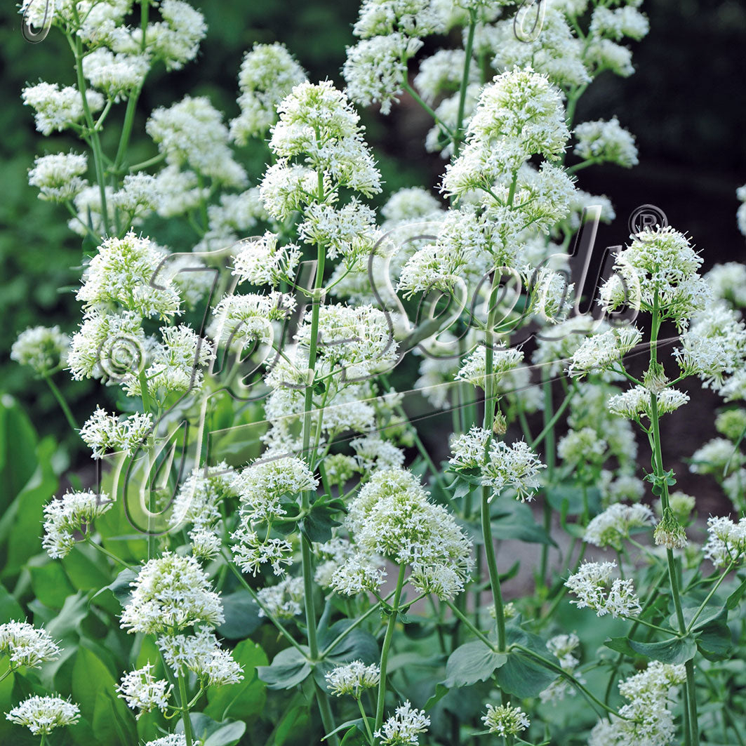 Centranthus ruber Snow Cloud (Red Valerian)