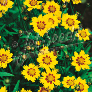 Coreopsis lanceolata Sterntaler (Tickseed)