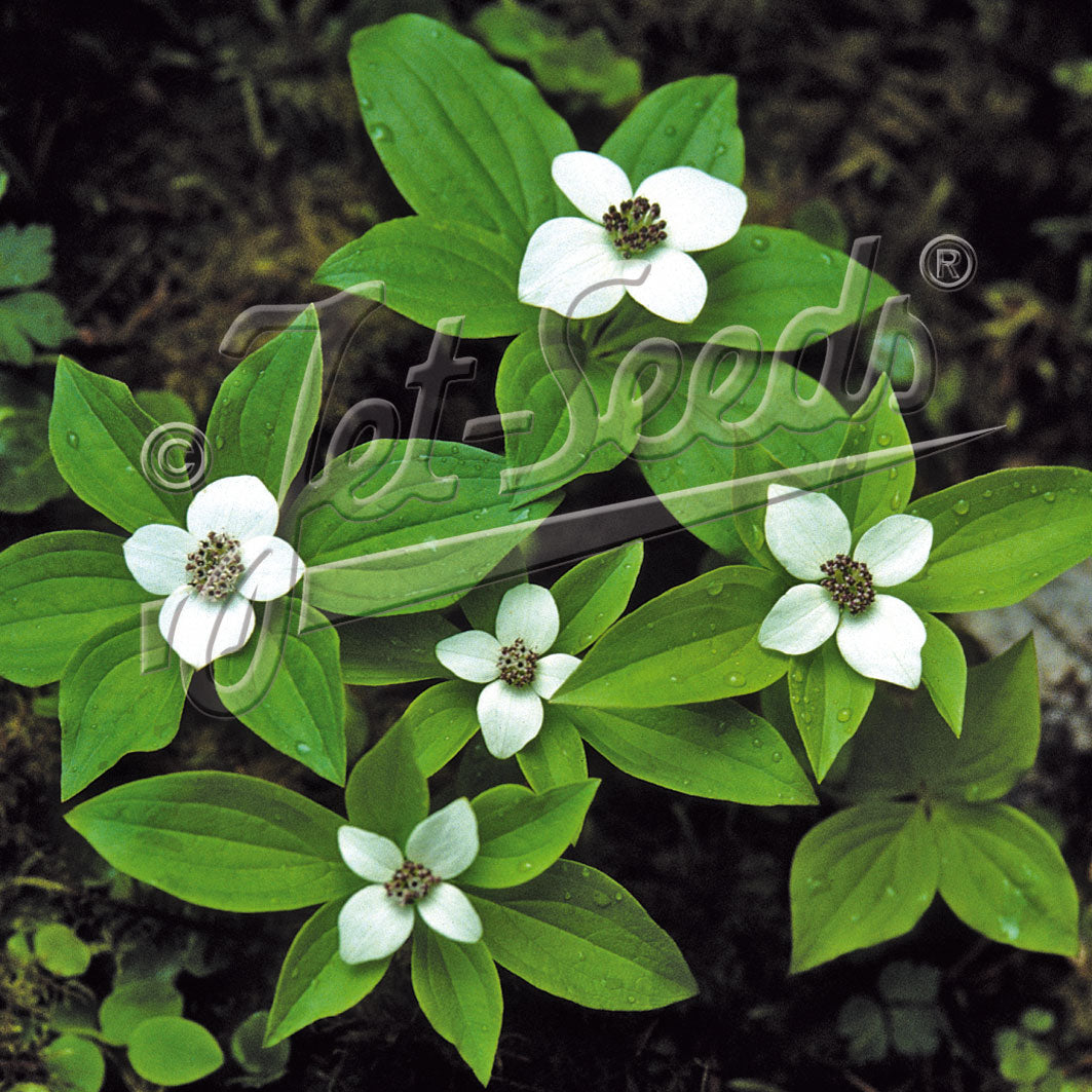 Cornus canadensis (Bunchberry)