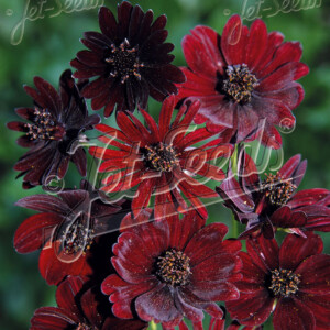 Cosmos atrosanguineus Black Magic (Chocolate Cosmos)