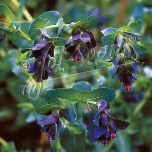 Cerinthe major Purple Belle (Honeywort)