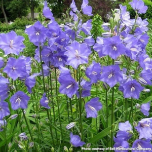 Campanula persicifolia Blue (Peach-leaved Bellflower)