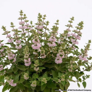 Caryopteris incana Pavillion Pink