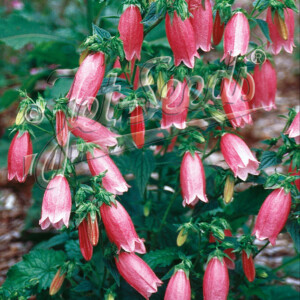 Campanula punctata f. rubriflora (Spotted Bellflower)