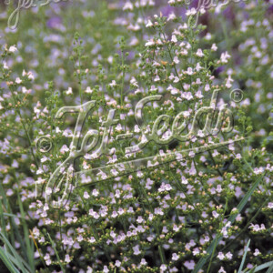 Calamintha nepeta ssp. nepeta Blue Cloud (Calamint)