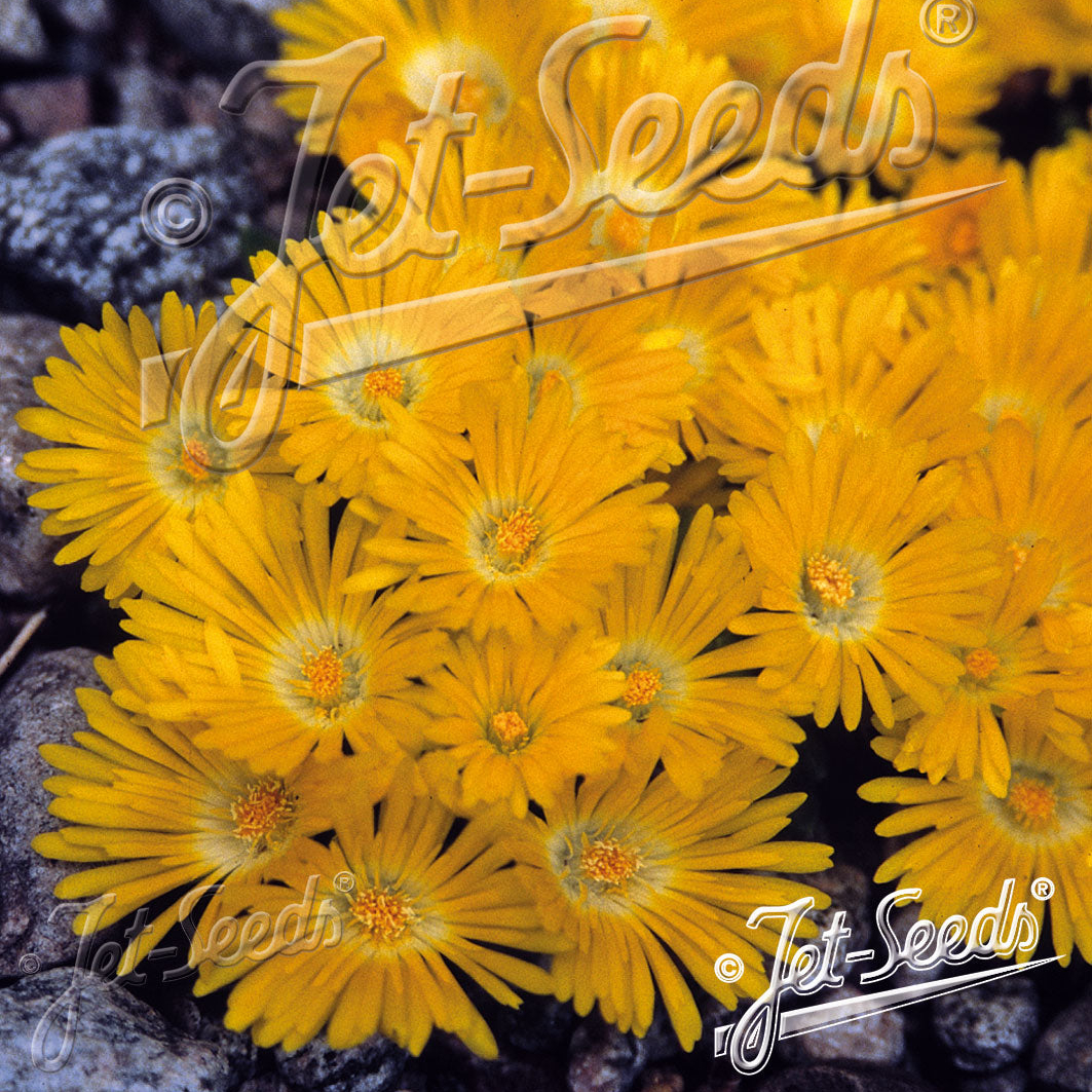 Delosperma congestum Gold Nugget (Iceplant)