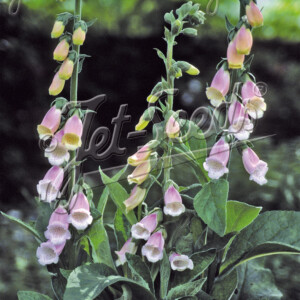 Digitalis purpurea ssp. heywoodii Pink Champagne (Foxglove)
