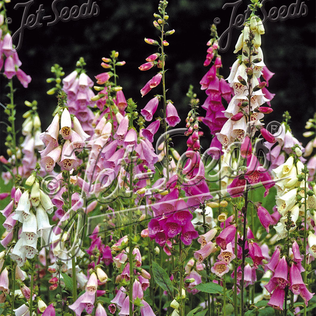 Digitalis purpurea Excelsior (Foxglove)