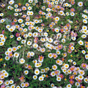 Erigeron karvinskianus Profusion (Mexican Daisy)