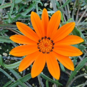 Gazania krebsiana Tanager