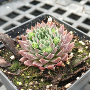 Jovibarba hirta Hedgehog (Hens & Chicks)