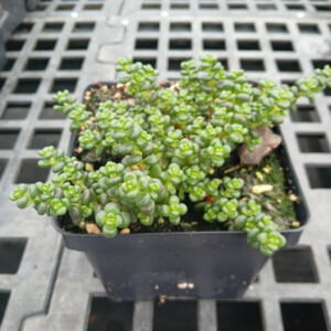 Sedum globosum Old Man Bones (Stonecrop)