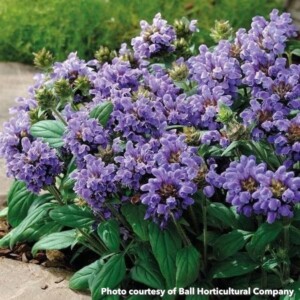 Prunella grandiflora Lacy Blue (Selfheal)
