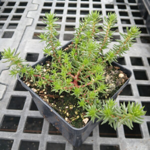 Sedum rupestre Rice Creek (Stonecrop)
