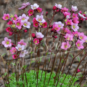 Saxifraga x Floral Carpet (Mossy Saxifraga)
