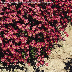 Saxifraga x Purple Robe (Mossy Saxifraga)