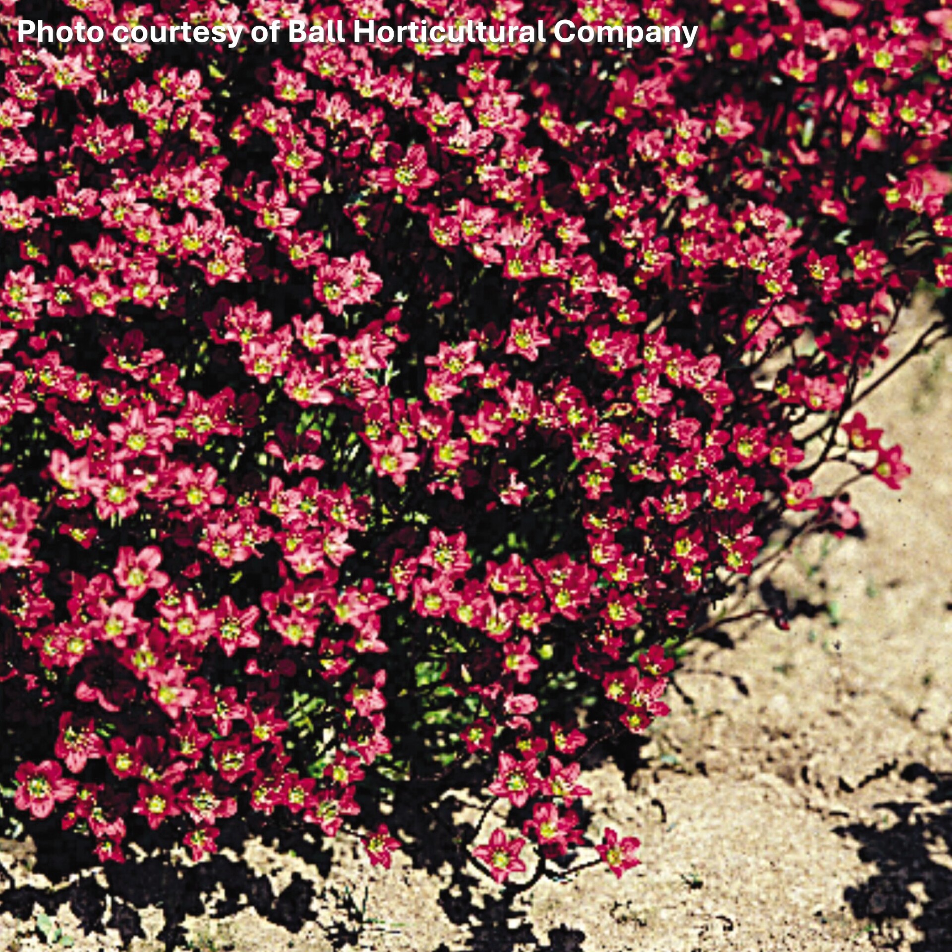 Saxifraga x Purple Robe (Mossy Saxifraga)