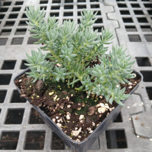 Sedum sediforme Turquoise Tails (Stonecrop)