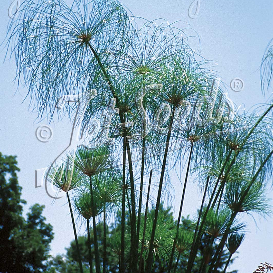 Cyperus papyrus (Papyrus)