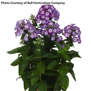 Phlox Flame Purple Eye (Garden Phlox)