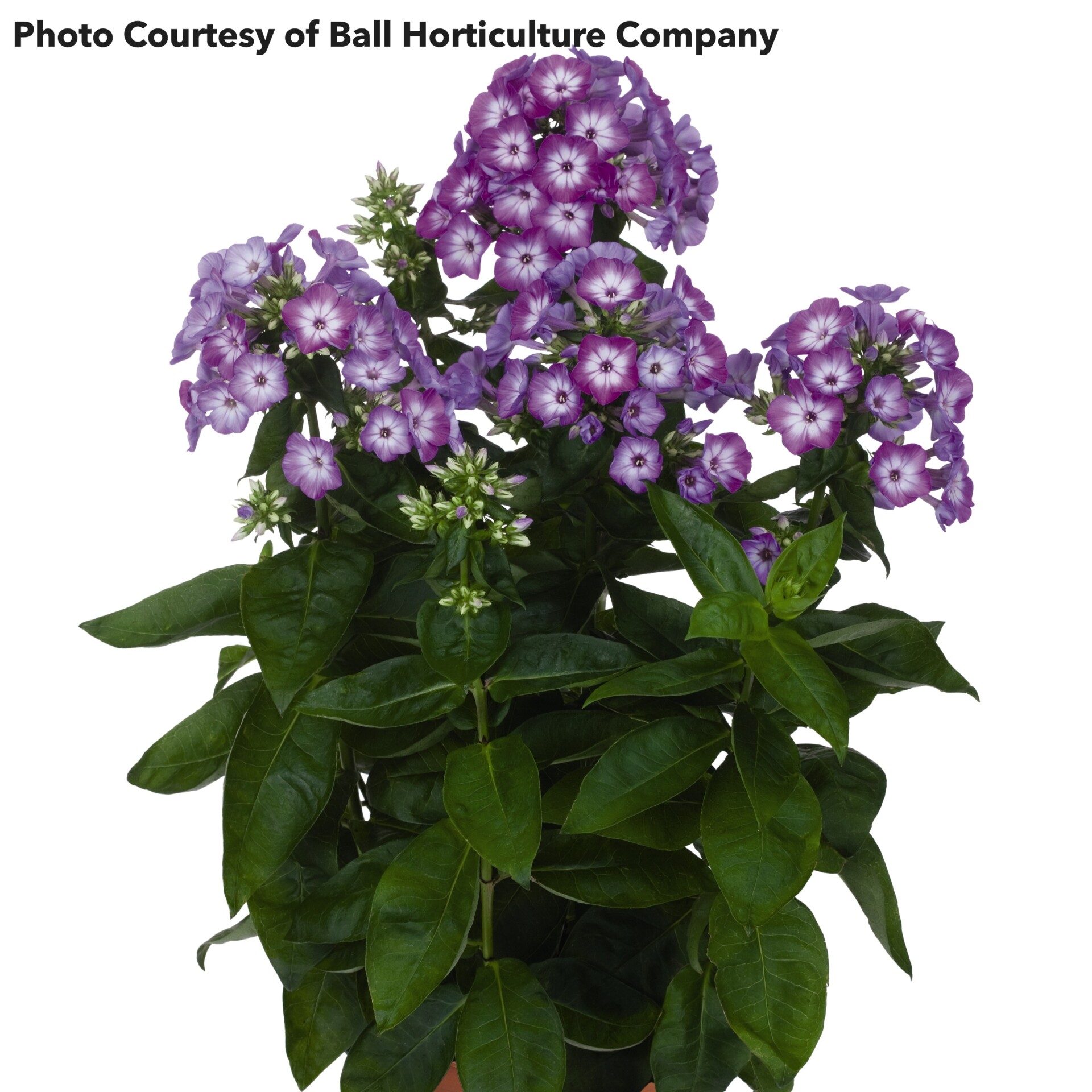 Phlox Flame Purple Eye (Garden Phlox)