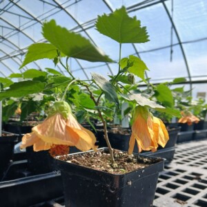 Abutilon x Fools Gold (Flowering Maple)