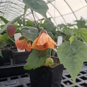 Abutilon x Tangerine Scream
