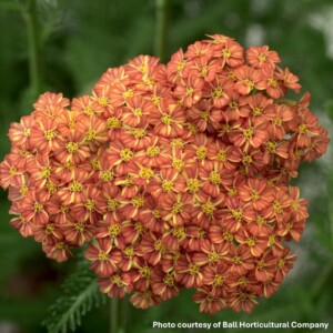 Achillea millefolium Desert Eve™ Terracotta (Yarrow)