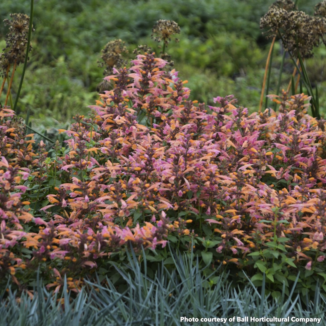 Agastache x Mango Tango (Hyssop)