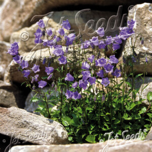 Campanula cochlearifolia (Fairy's Thimble)