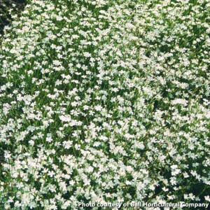 Dianthus deltoides Confetti White (Maiden Pink)