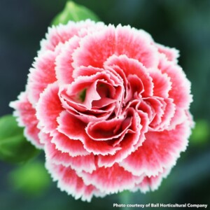 Dianthus x Coral Reef (Pinks)