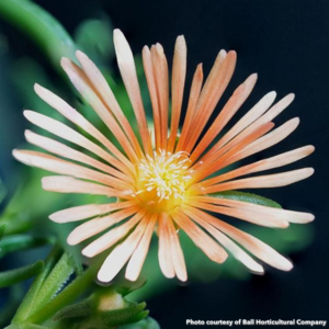 Delosperma Alan's Apricot (Ice Plant)