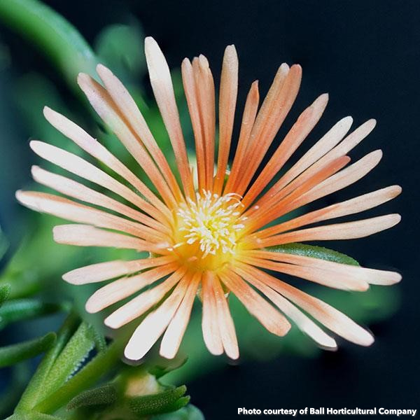 Delosperma Alan's Apricot (Ice Plant)