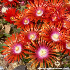 Delosperma Red Mountain Flame (Hardy Ice Plant)
