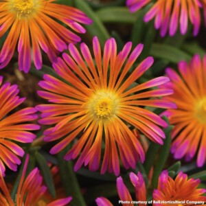 Delosperma Ocean Sunset Orange Glow (Hardy Ice Plant)
