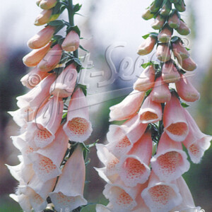 Digitalis purpurea Apricot Beauty (Foxglove)