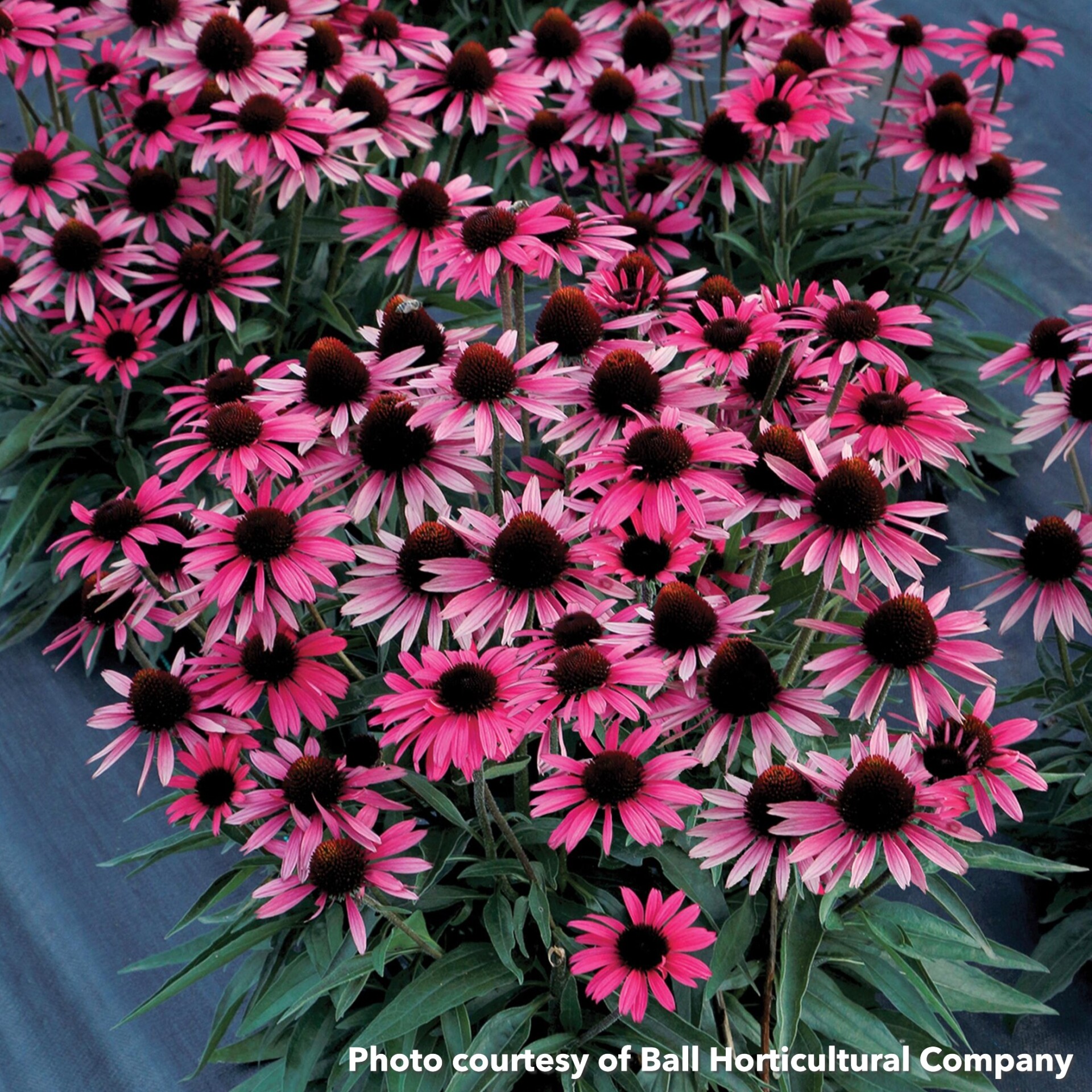 Echinacea Dark Shadows Wicked (Coneflowers)