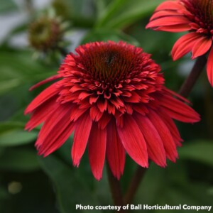 Echinacea Double Scoop Strawberry Deluxe (Coneflower)
