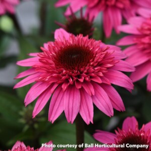 Echinacea Double Scoop Watermelon Deluxe (Coneflower)