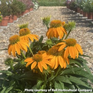 Echinacea x Guatemala Gold (Coneflower)
