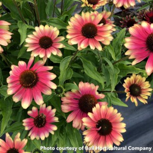 Echinacea x Kismet Pink Lemonade (Coneflower)