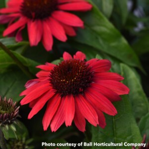 Echinacea x Sombrero Poco Red (Coneflower)